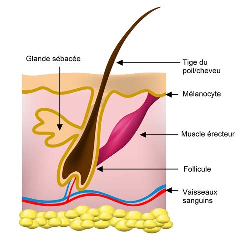 poil sur le gland